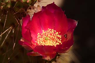 Prickly Pear flower, Boyce Thompson Arboretum, April 23, 2012